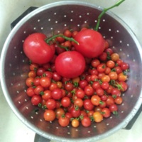 Tomatoes from Garden