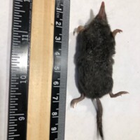 Shrew-mole (Neurotrichus gibbsii)