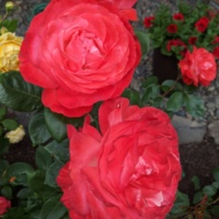 Pair of Roses